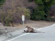 Cougar eating White-Tailed Deer on the side of a road.