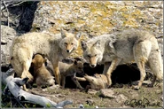 Coyote Family