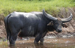 WildWaterBuffalo(Bubalus bubalis arnee)