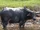 Australian Buffalo