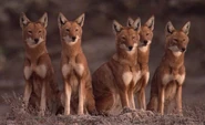 161be00eab9694f1afdc84f41d838186.jpg (29 KB) Ethiopian Wolf Pack