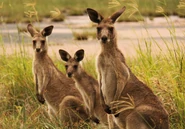 Eastern Grey Kangaroo Family
