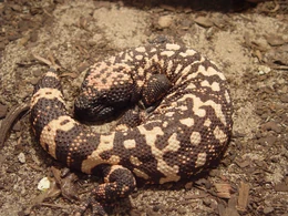 Gila monster at the American International Rattlesnake Museum.