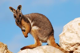Yellow-footed rock wallaby (Petrogale xanthopus) at Monarto Zoo, South Australia.
