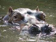 44551 max.jpg (86 KB) Hippo Head