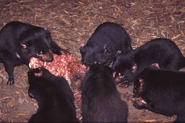 Tasmanian-devils-feast.jpg (100 KB)