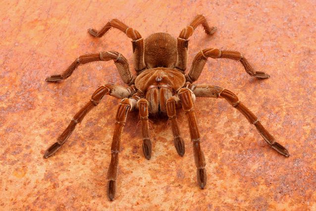 male goliath bird eating spider