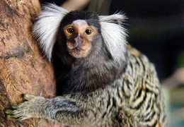 Marmoset