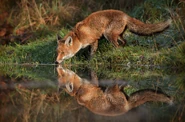 Red Fox Reflection