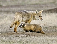 7111010-image-crop-872x681-1538560272-728-df1275f1a2-1540974039.jpg (181 KB) Coyote and Badger