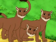 Go! Diego! Go!