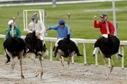 Ostrich Racing
