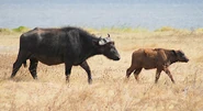 A Buffalo Mother and her Calf