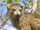 Crowned Lemur