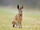 Hispid Hare