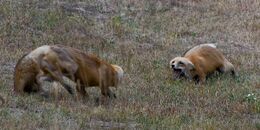 Red foxes fighting