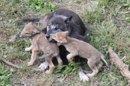 Play Time with the Pups
