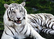 White Bengal Tiger