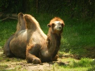A Bactrian Camel at the Mesker Park Zoo in Evansville, Indiana