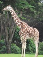 Giraffa camelopardalis