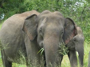 Asian-Elephant-full-HD