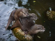 Asian Small-Clawed Otter Family