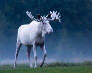 Rare Albino Moose