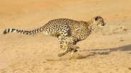 Cheetah Running