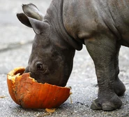 a Black Rhino calf eating a pumpkin