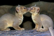 2 Fossa Cubs at San Diego Zoo