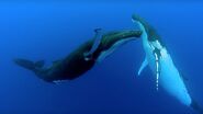 Humpback Ballet