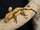 Crested Gecko