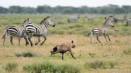 This hyena's chasing a herd of zebras