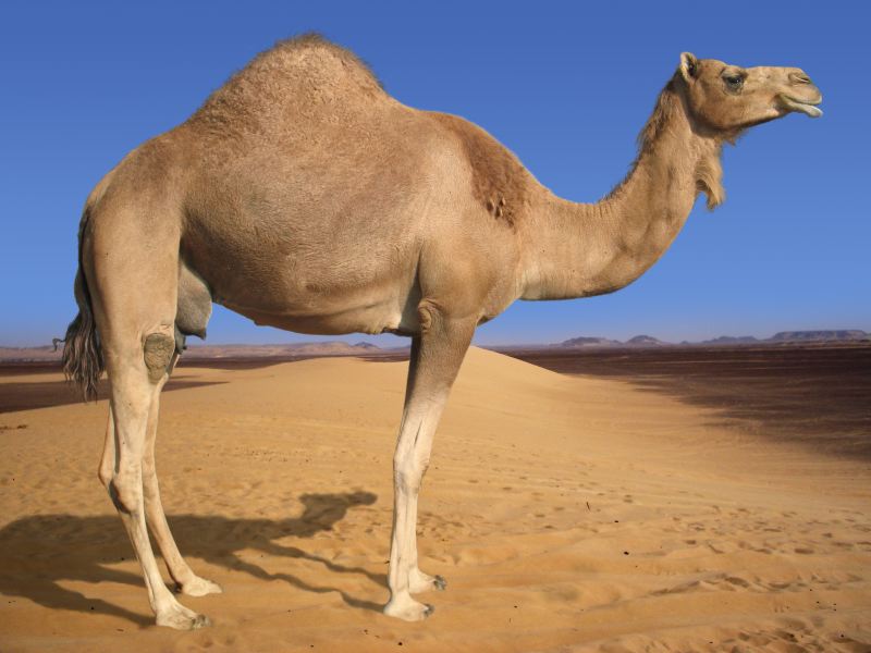 Dromedary, Creatures of the World Wikia