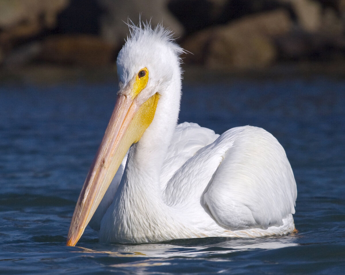 Creature feature: The beloved American white pelican
