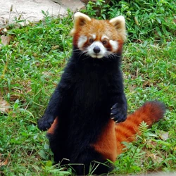 Red Panda Creatures Of The World Wikia Fandom