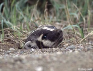 American badger 1.jpg (64 KB) Peak-A-Boo