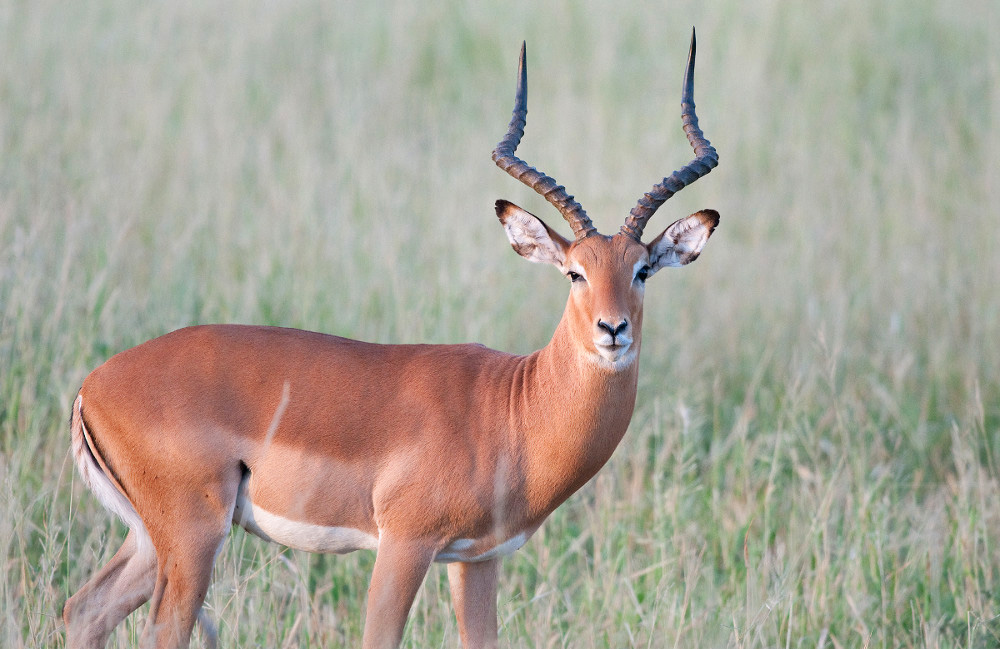 impala