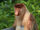 Proboscis Monkey