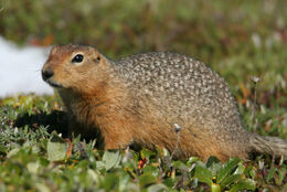 Arctic Ground Squirrel-1-L