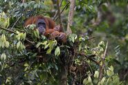 Orangutan Mother and baby in Nest