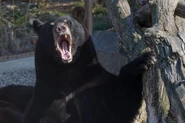 American Black Bear at Lake Tobias National Park