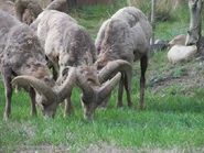Bighorn Sheep Grazing