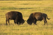 Bison Head-Butting