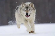 Gray Wolf Running