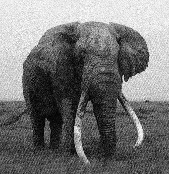 Elefante 6767'88999000jpg