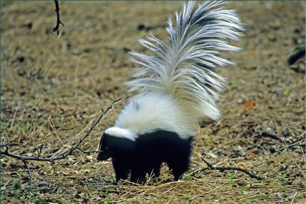 Hooded Skunk | Creatures of the World Wikia | Fandom