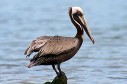 Pelican3