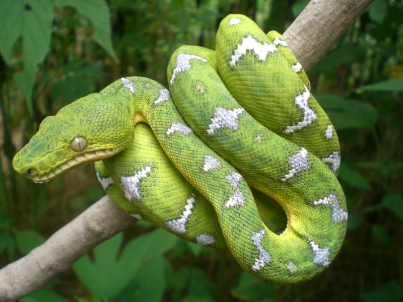 emerald tree boa vs python