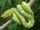 Emerald Tree Boa